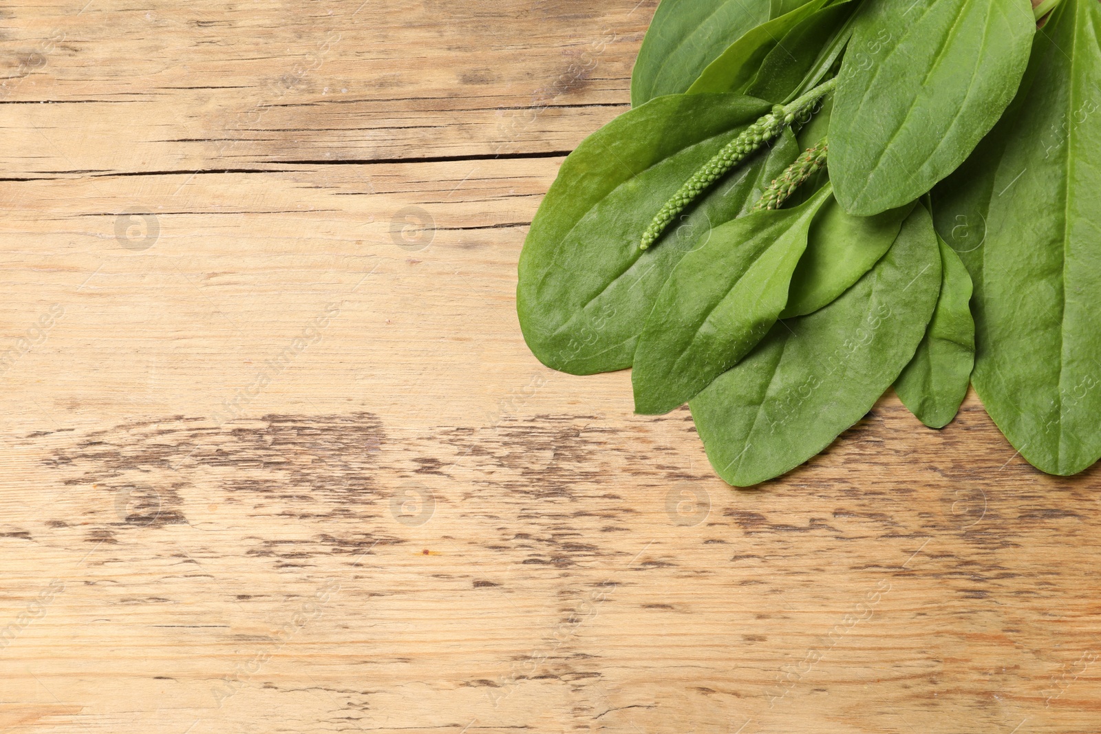 Photo of Green broadleaf plantain leaves on wooden table, top view. Space for text