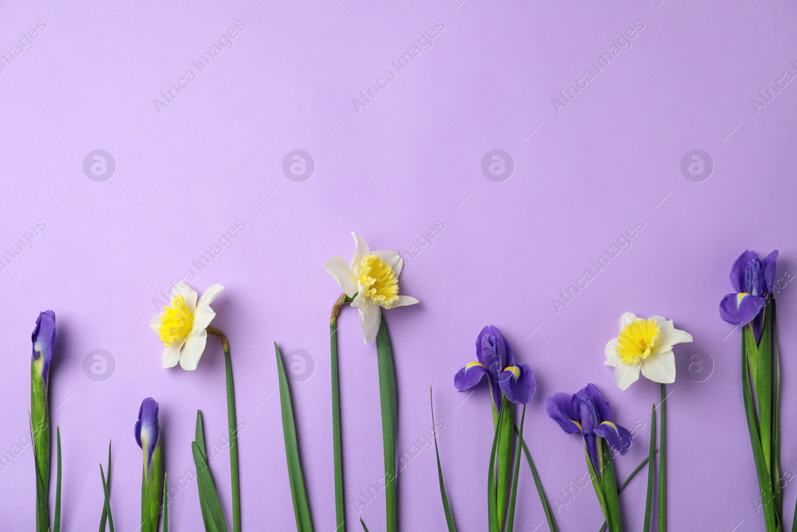 Photo of Flat lay composition with spring flowers on violet background. Space for text
