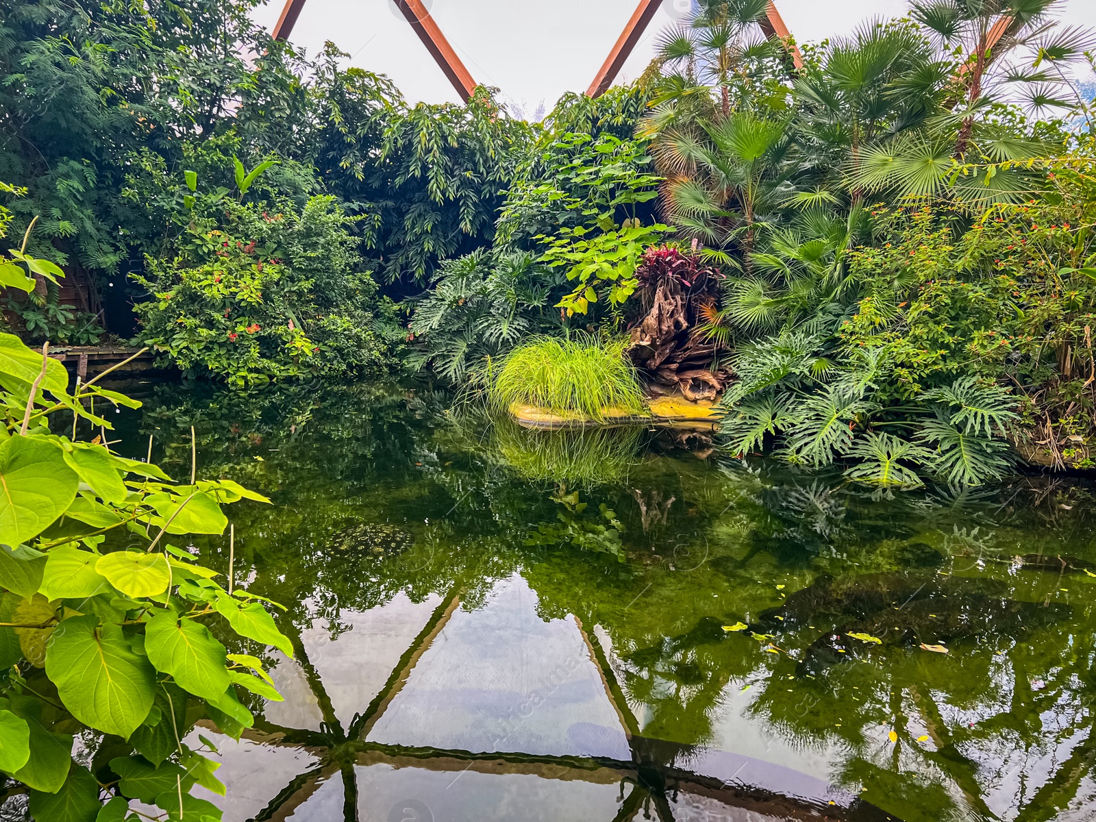 Photo of Different tropical plants near pond in greenhouse