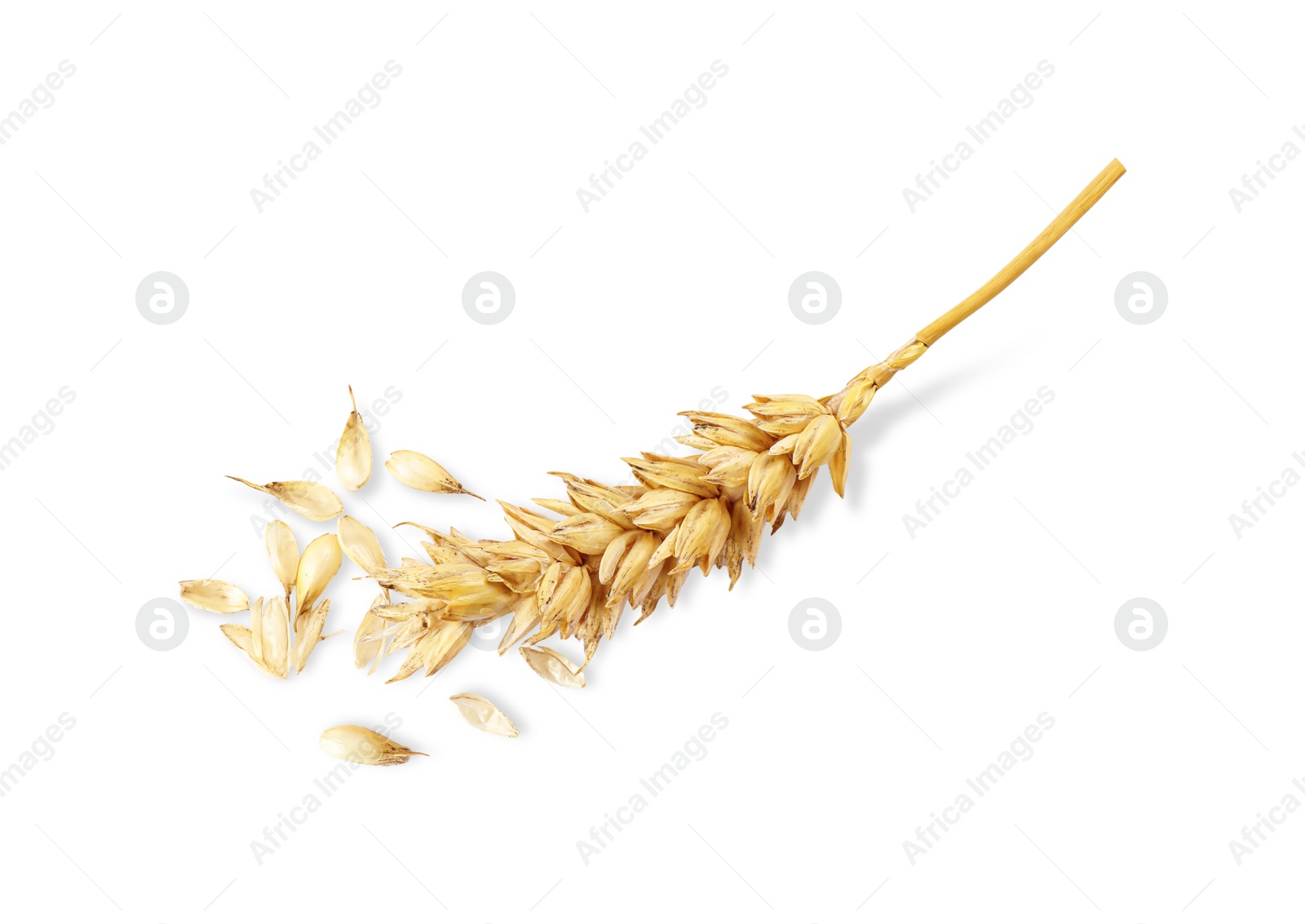 Photo of One dried wheat spike on white background, top view
