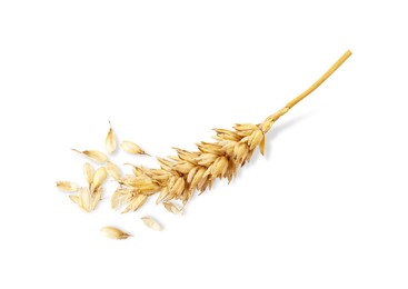 Photo of One dried wheat spike on white background, top view