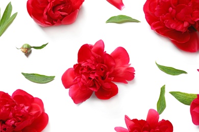 Flat lay composition with beautiful blooming peonies on white background