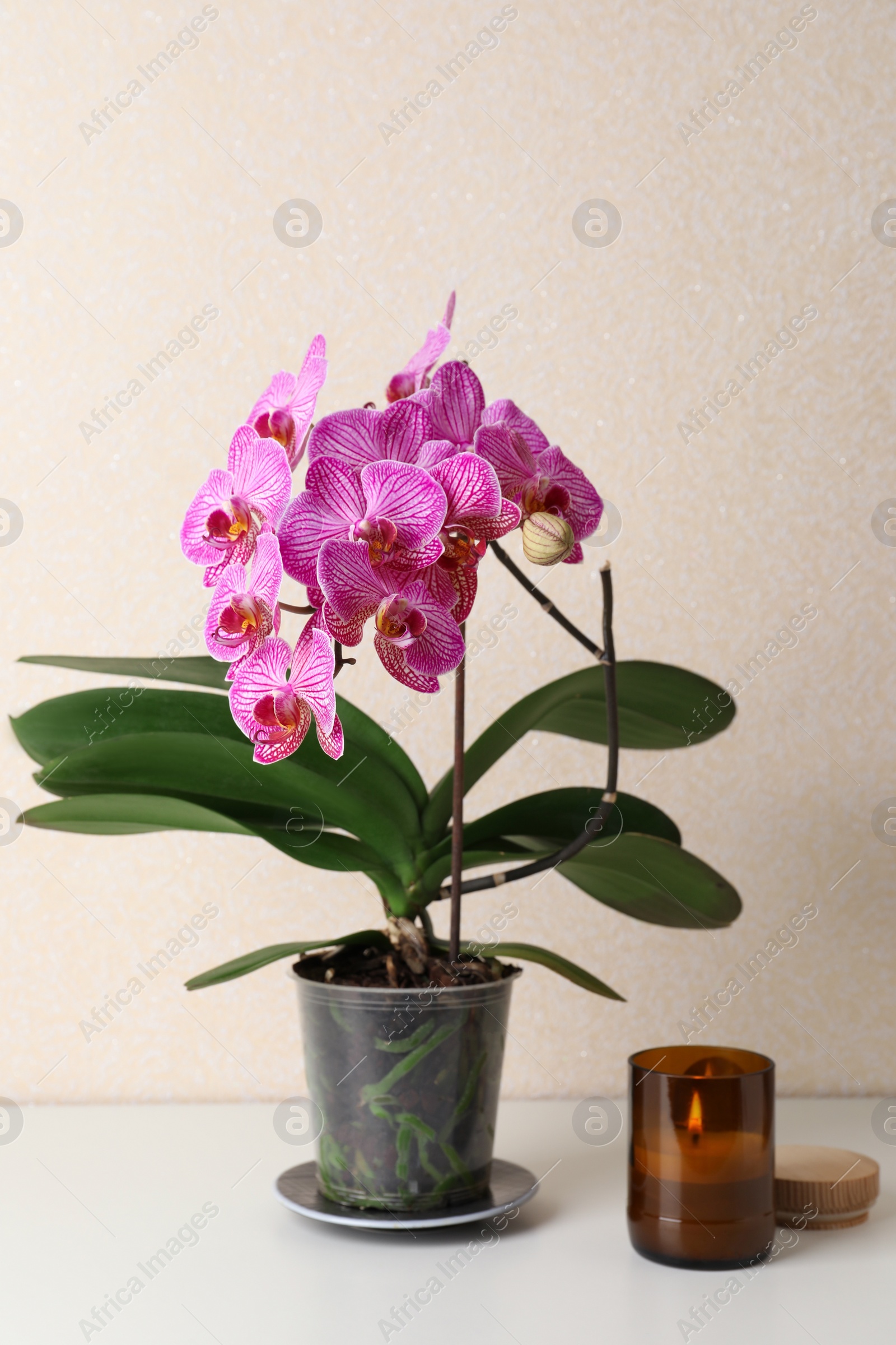 Photo of Beautiful blooming orchid and burning candle on white table near beige wall