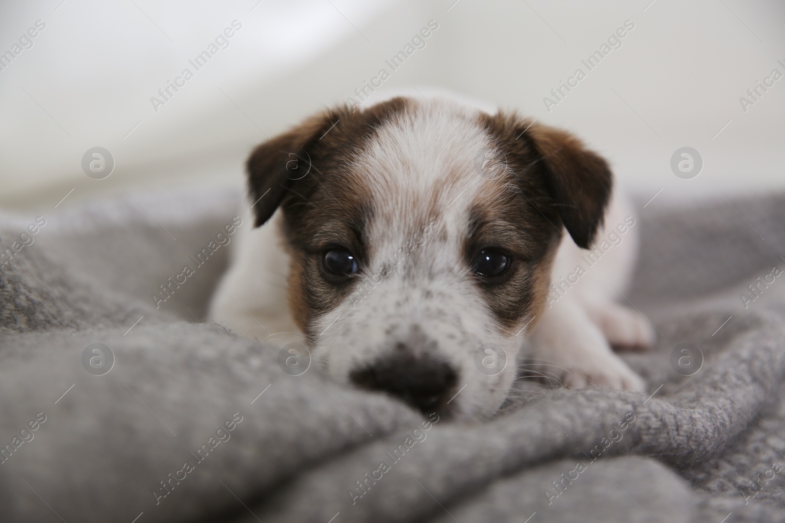 Photo of Cute little puppy lying on grey plaid, closeup