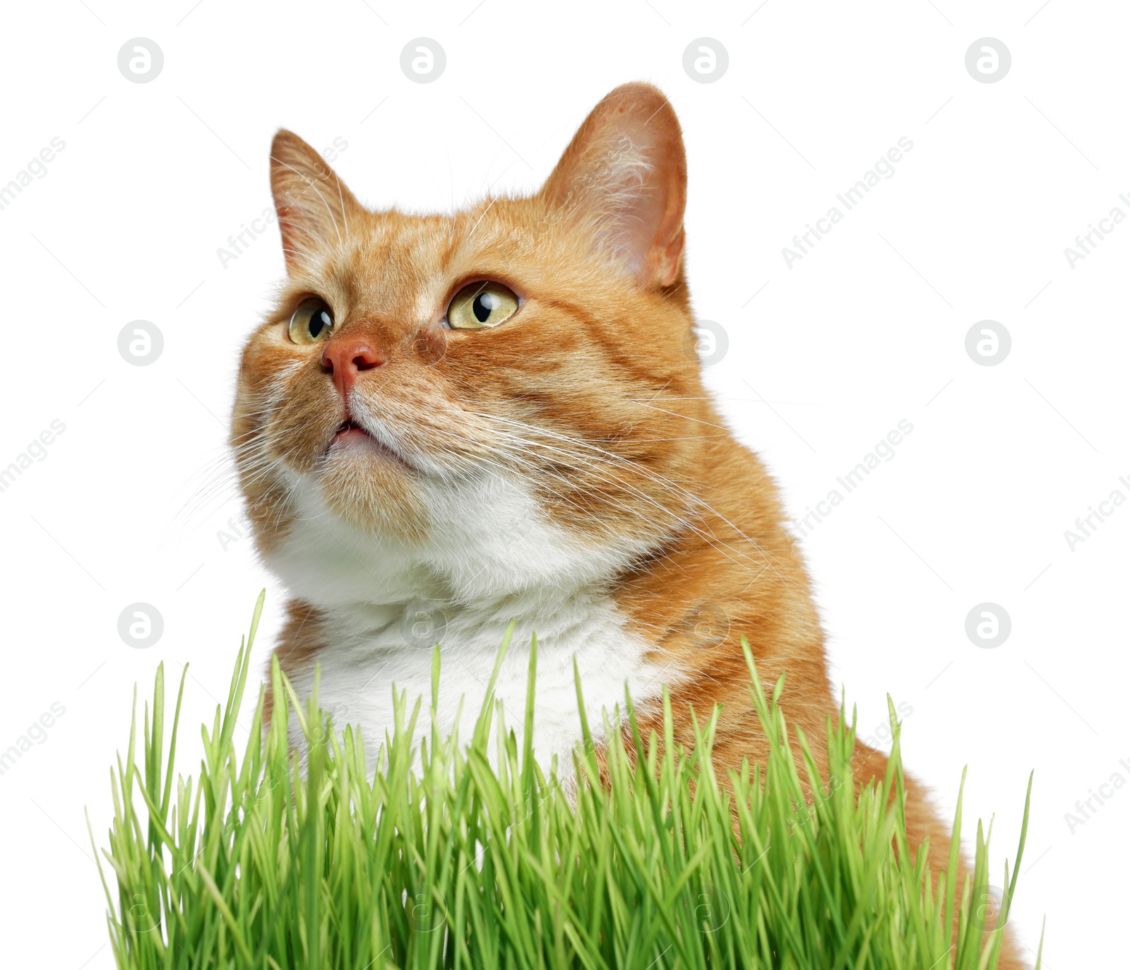 Photo of Cute ginger cat and potted green grass on white background