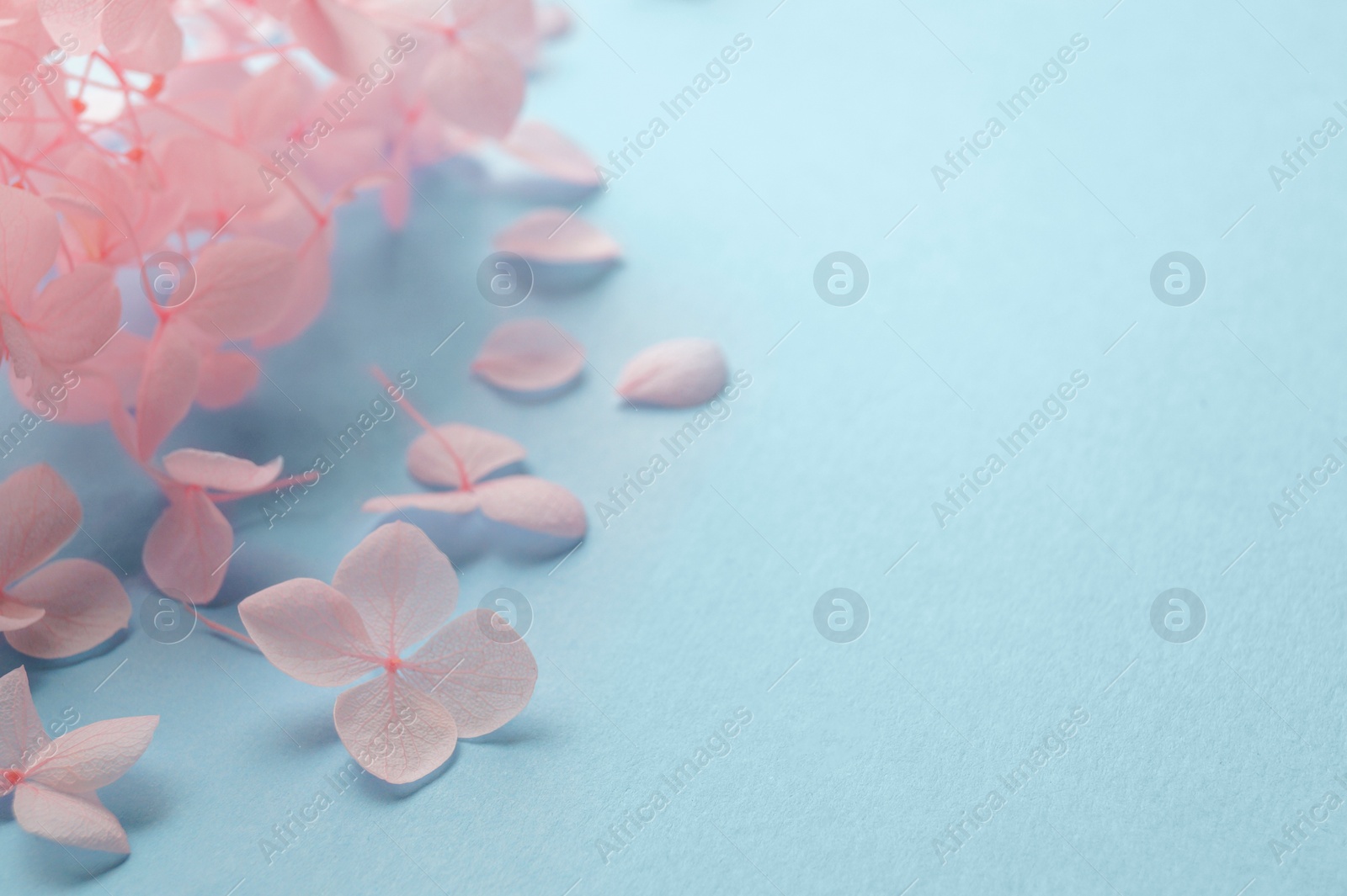 Photo of Beautiful pink hortensia flowers on light blue background, closeup. Space for text