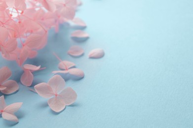 Beautiful pink hortensia flowers on light blue background, closeup. Space for text