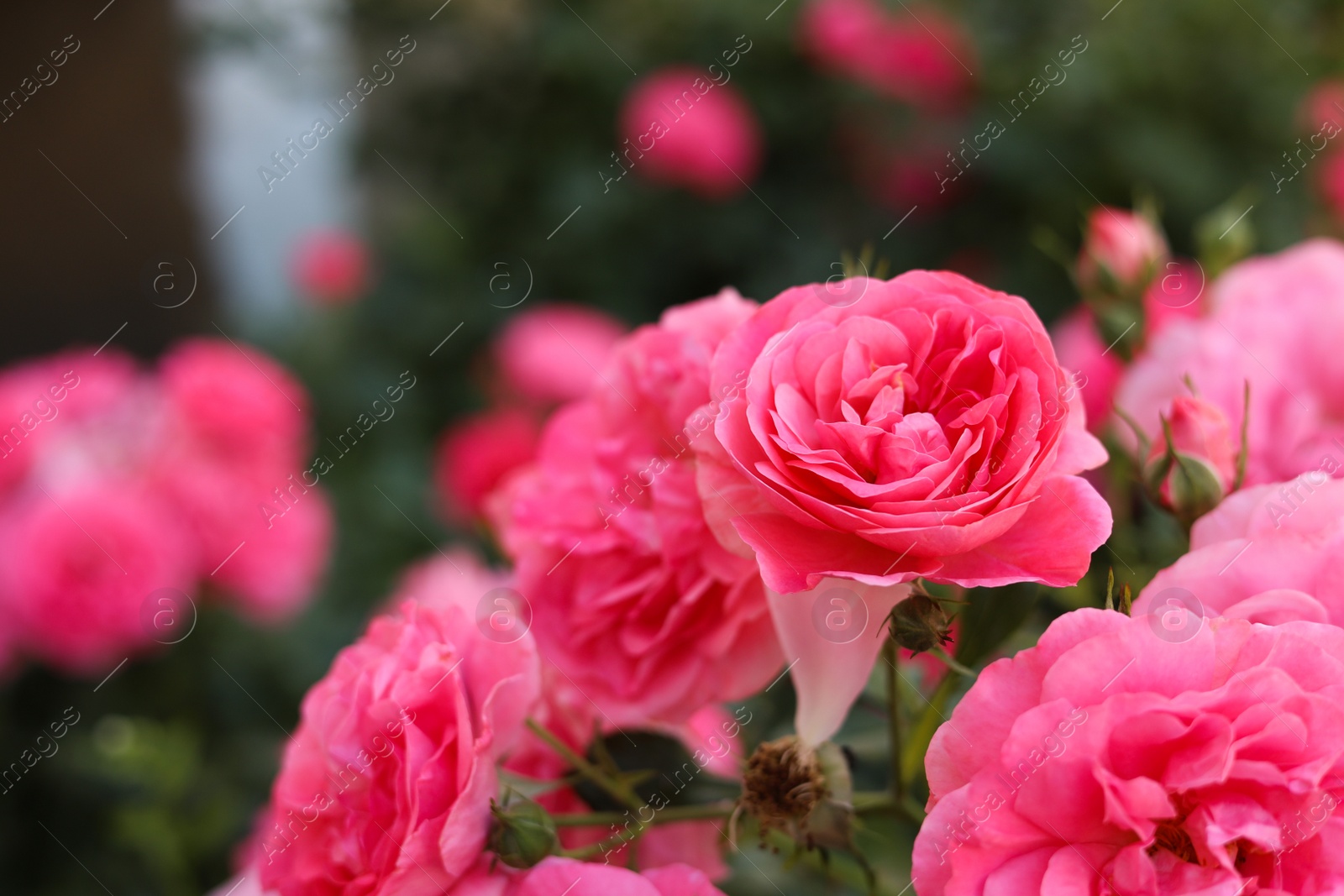 Photo of Closeup view of beautiful blooming rose bush outdoors on summer day