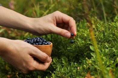 Woman picking up bilberries in forest, closeup