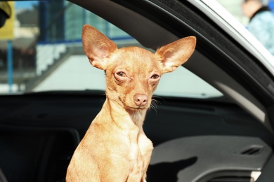 Cute toy terrier looking out of car window. Domestic dog