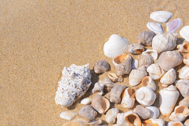Photo of Many beautiful sea shells on sandy beach, above view. Space for text