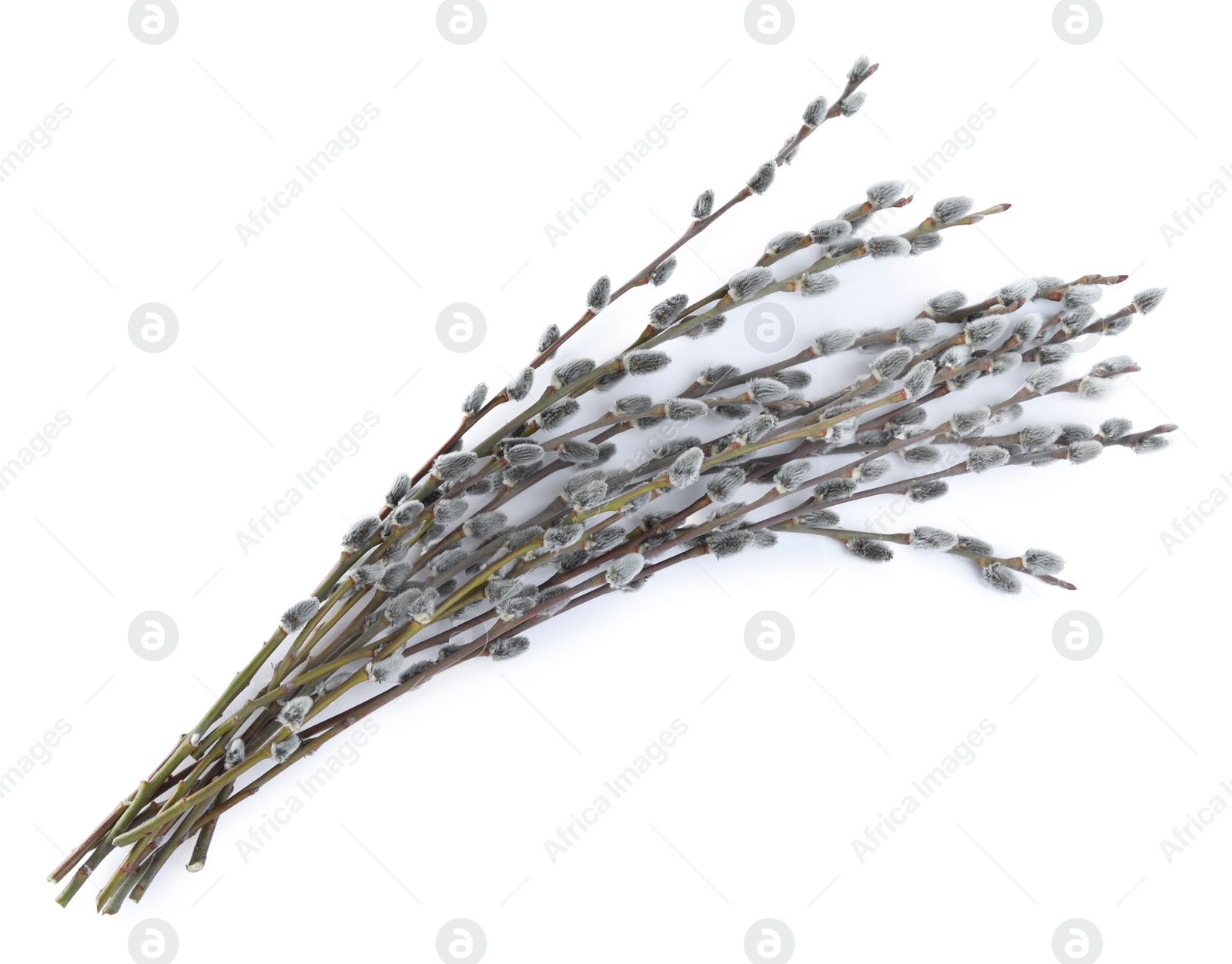 Photo of Beautiful blooming pussy willow branches on white background, top view