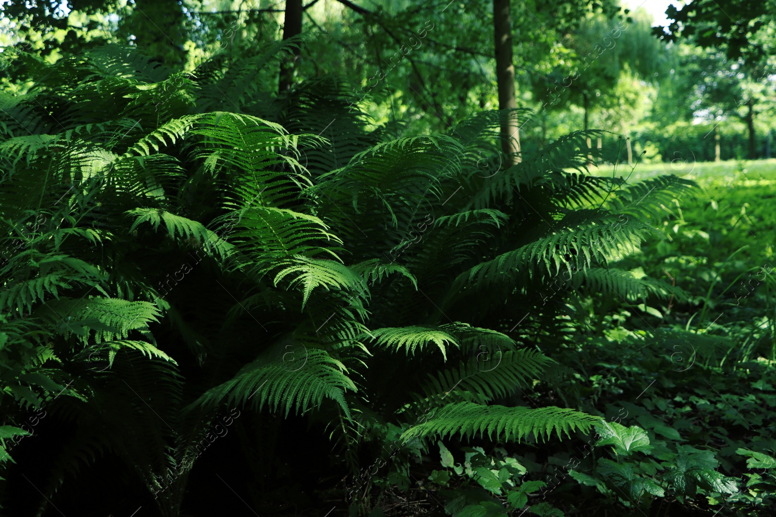 Photo of Beautiful fern with lush green leaves growing outdoors