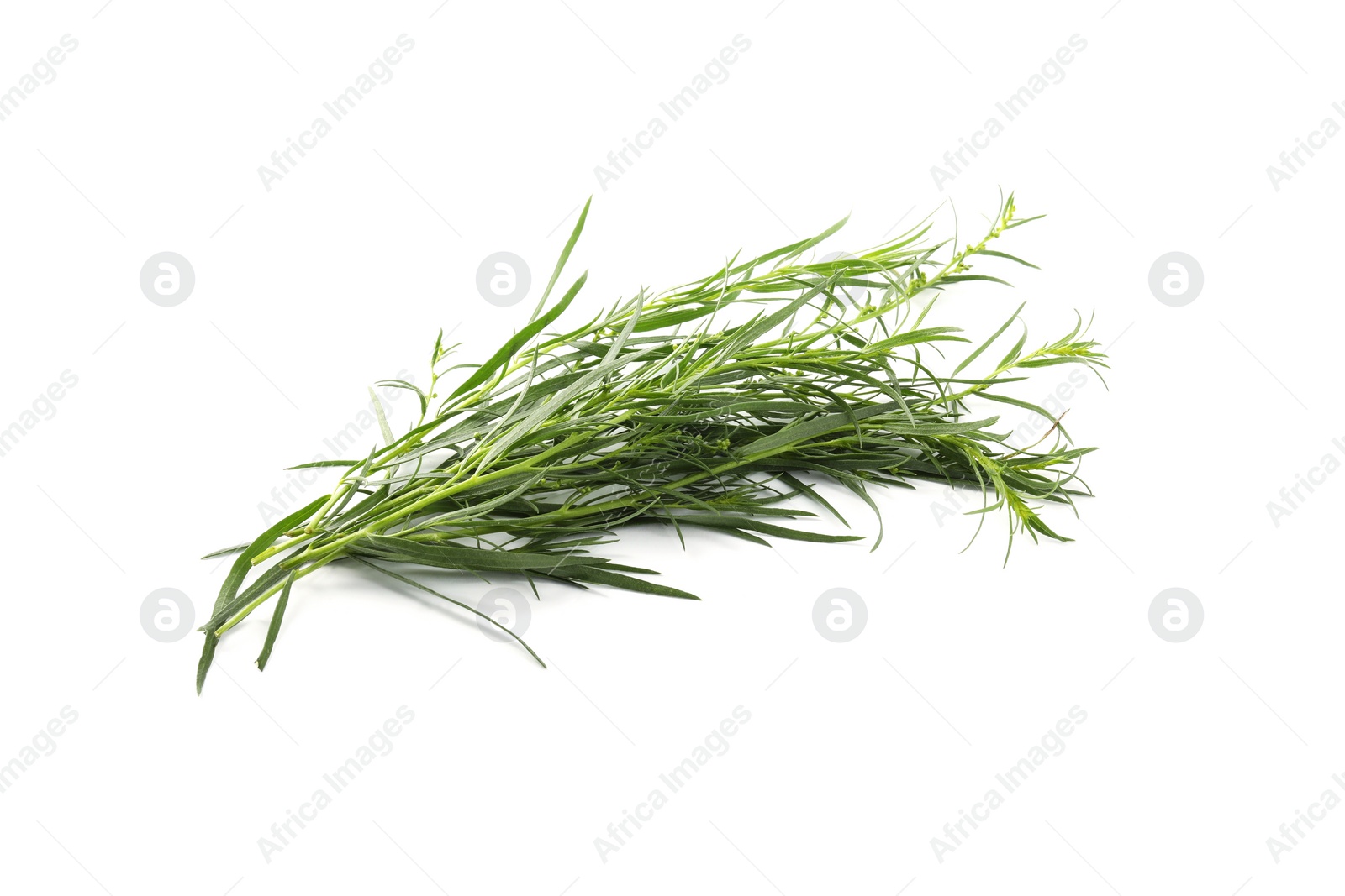 Photo of Bunch of fresh tarragon on white background