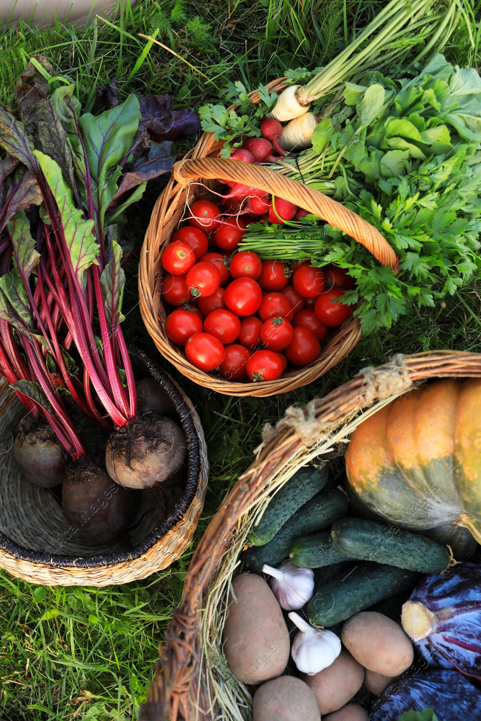 Photo of Different fresh ripe vegetables on green grass, flat lay