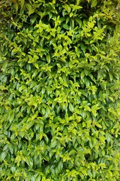 Beautiful hedge with green leaves as background