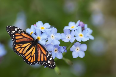 Beautiful butterfly on forget-me-not flower in garden, closeup