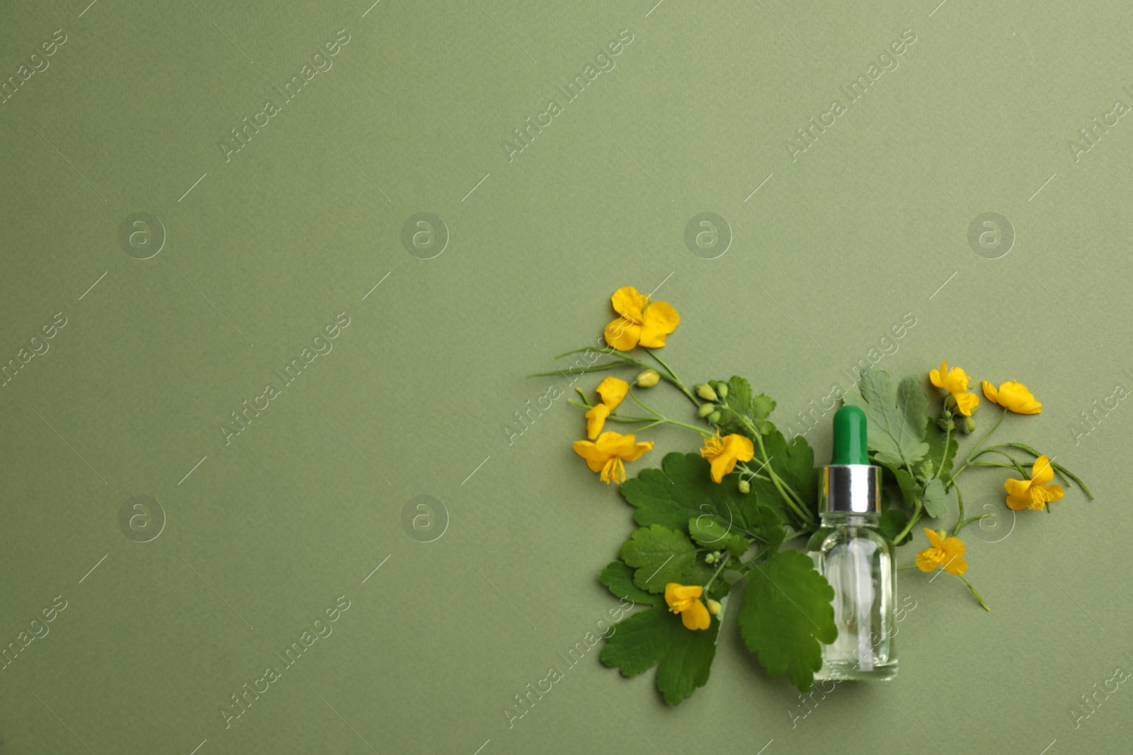 Photo of Bottle of natural celandine oil and flowers on green background, flat lay. Space for text