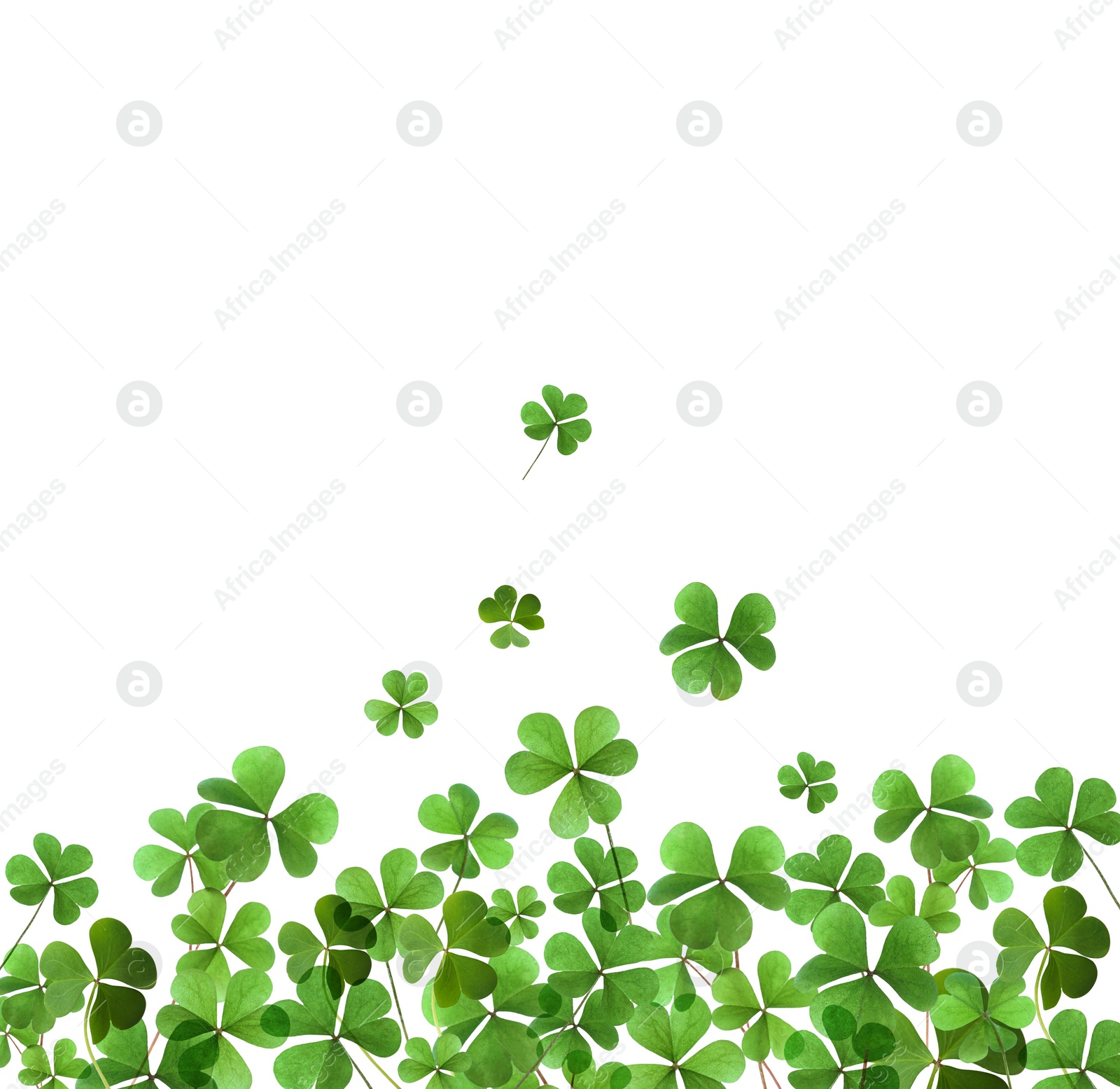 Image of Fresh green clover leaves on white background. St. Patrick's Day 