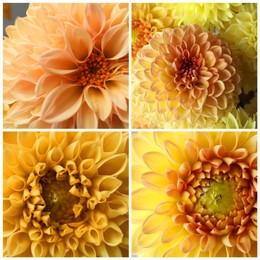 Image of Collage with photos of beautiful fresh flowers 