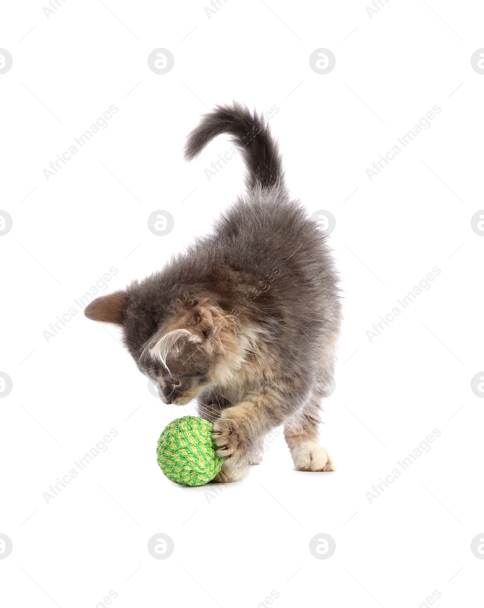 Photo of Cute kitten playing with ball on white background. Pet toy