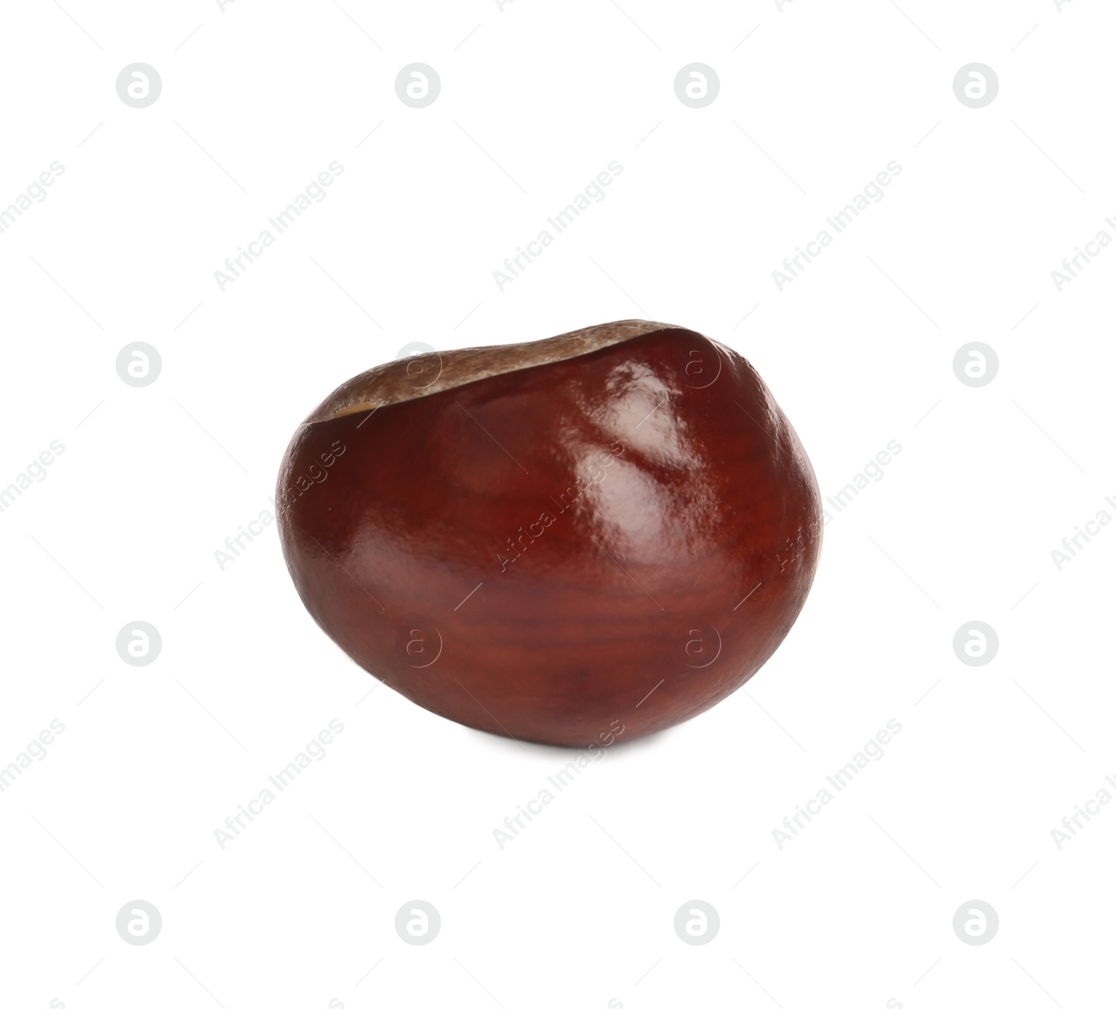 Photo of One brown horse chestnut isolated on white