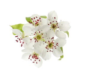 Beautiful blossoming pear tree branch with flowers on white background