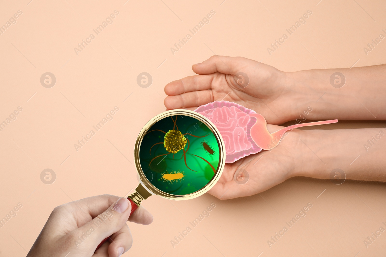 Image of Microorganisms research. Women with magnifying glass and paper intestine cutout on beige background, closeup 