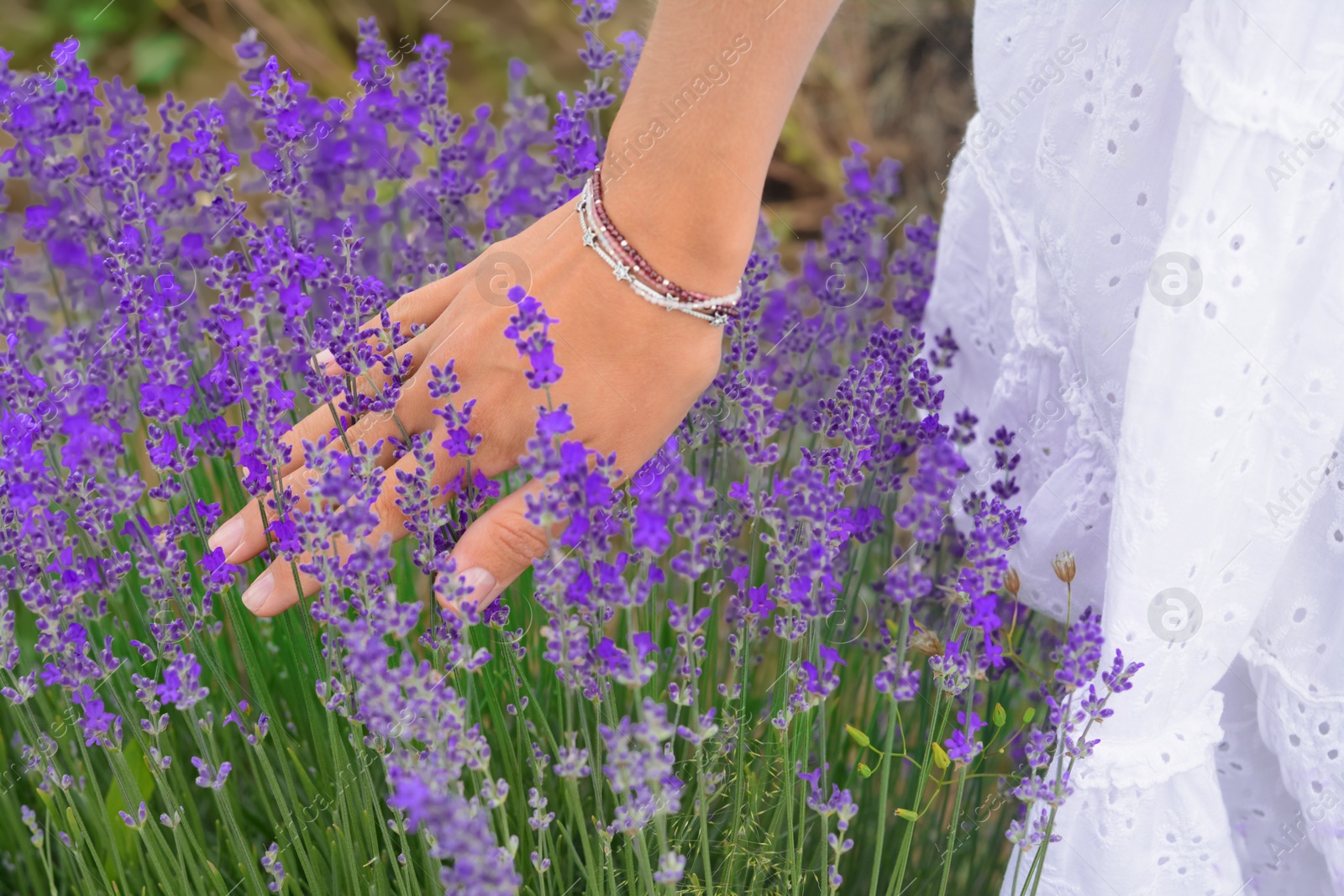 Photo of Woman in lavender field on summer day, closeup