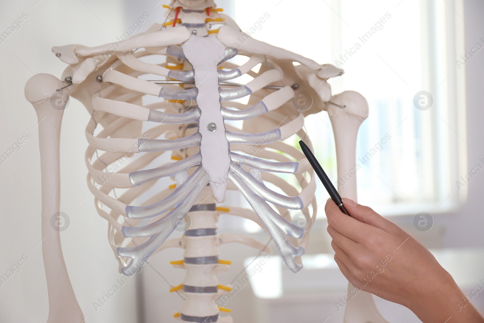 Photo of Orthopedist pointing on human skeleton model in clinic, closeup