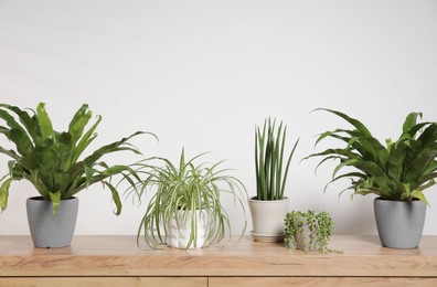 Photo of Green houseplants in pots on wooden table near white wall