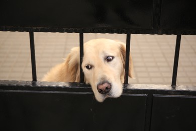 Adorable dog peeking out of metal fence outdoors