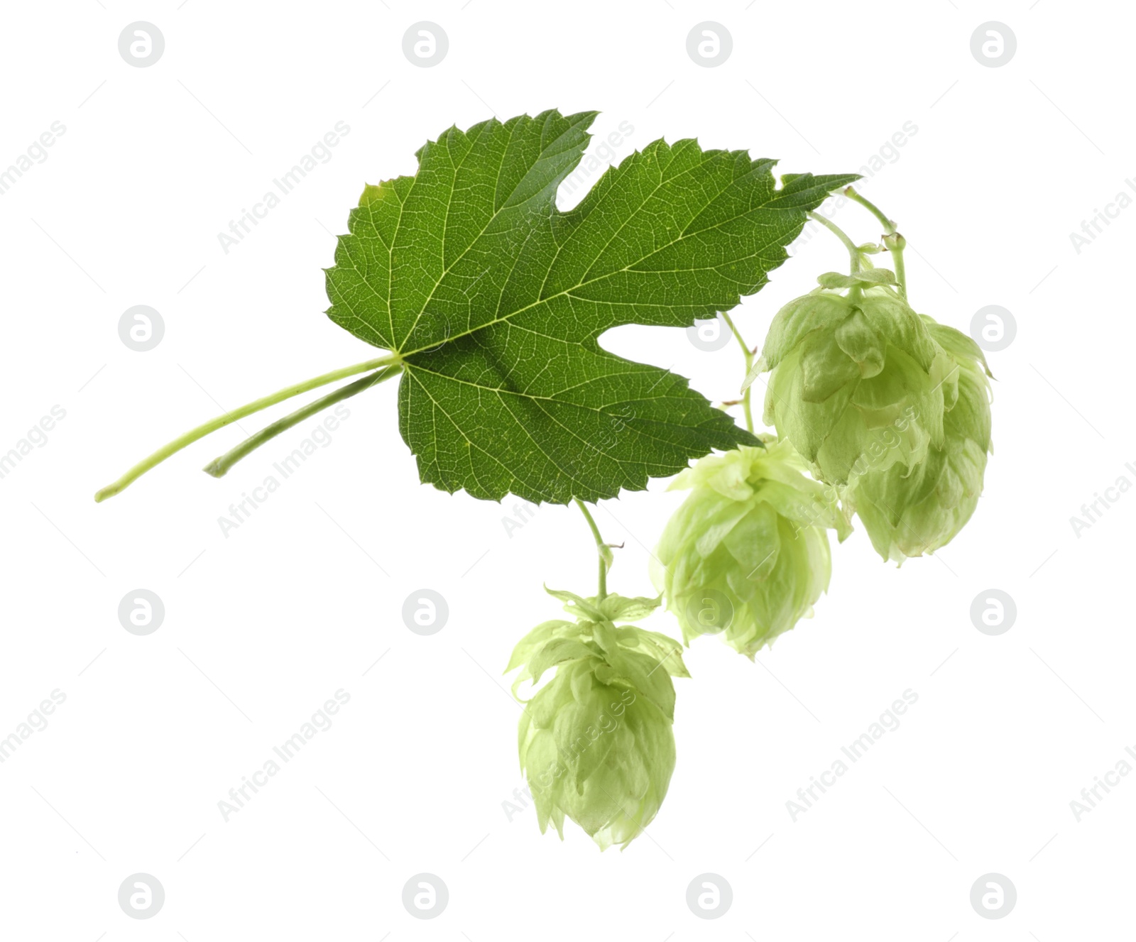 Photo of Fresh hop flowers with leaf on white background