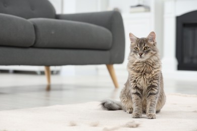 Cute cat and pet hair on carpet indoors, space for text