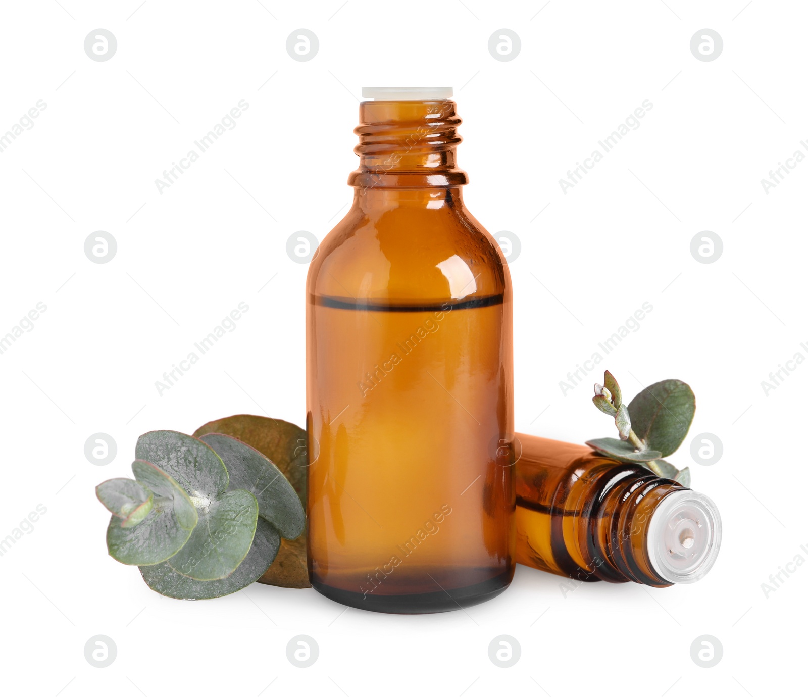 Photo of Bottles of eucalyptus essential oil and plant branches on white background