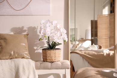 Photo of Beautiful room interior with potted white orchids