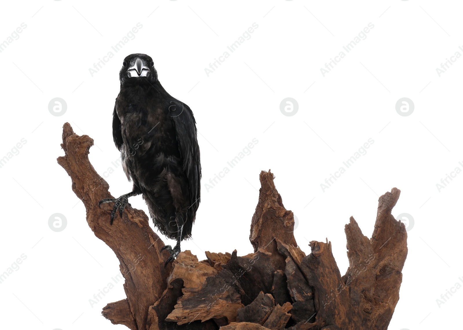 Photo of Beautiful common raven perched on wood against white background