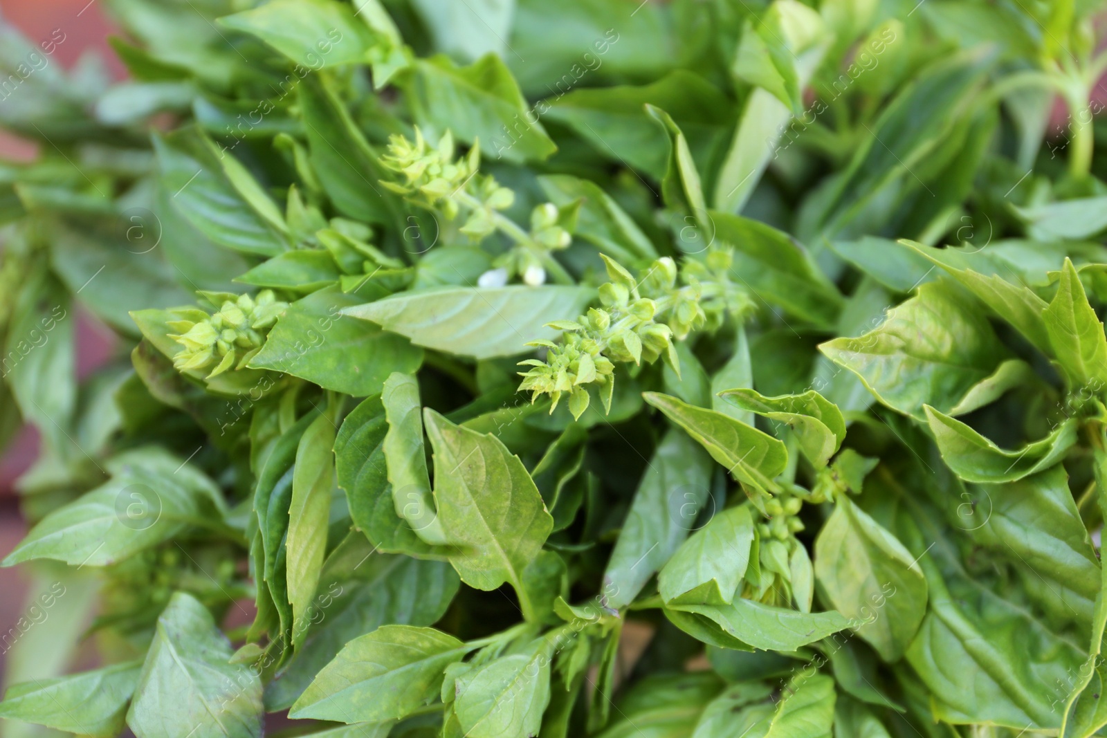 Photo of Closeup view of fresh basil. Aromatic herb