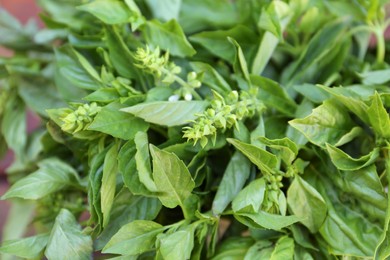 Photo of Closeup view of fresh basil. Aromatic herb