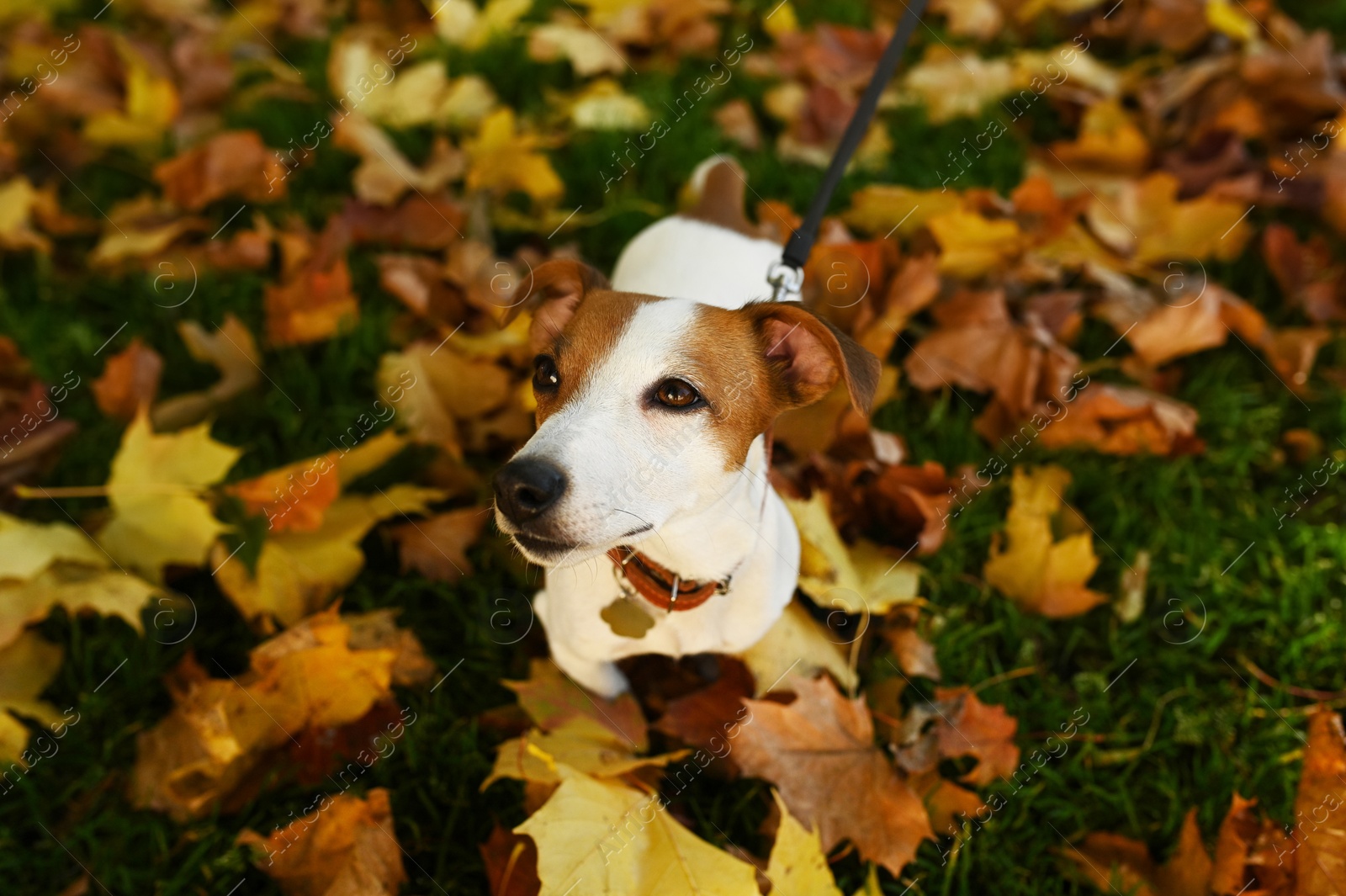 Photo of Adorable Jack Russell Terrier on fallen leaves outdoors. Dog walking