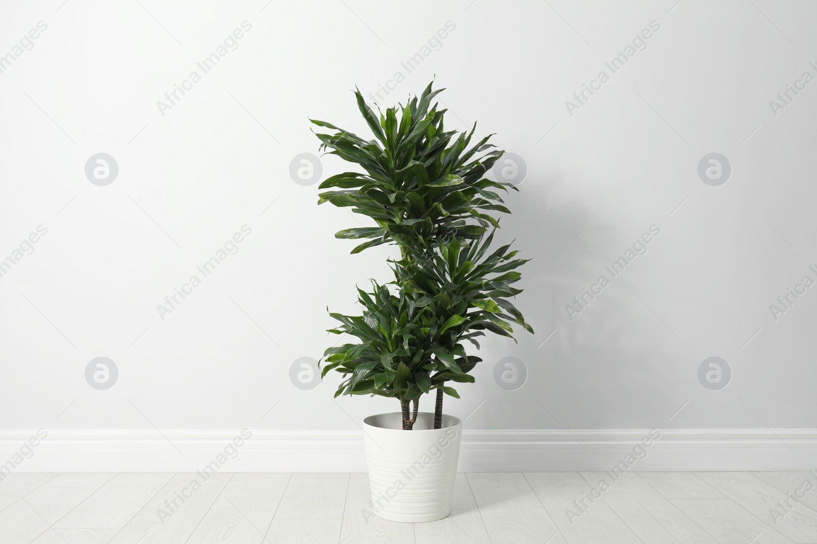 Photo of Tropical plant with lush leaves on floor near white wall