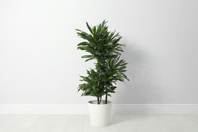 Photo of Tropical plant with lush leaves on floor near white wall