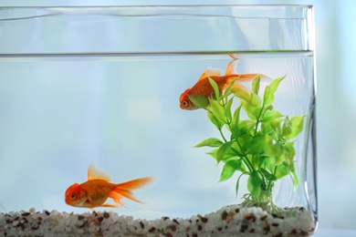 Photo of Beautiful bright goldfish in aquarium, closeup view