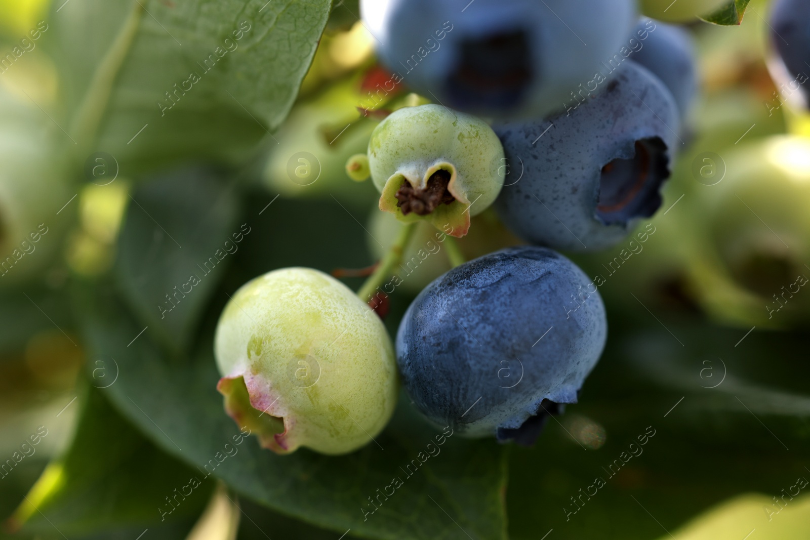 Photo of Wild blueberries growing outdoors, closeup. Seasonal berries