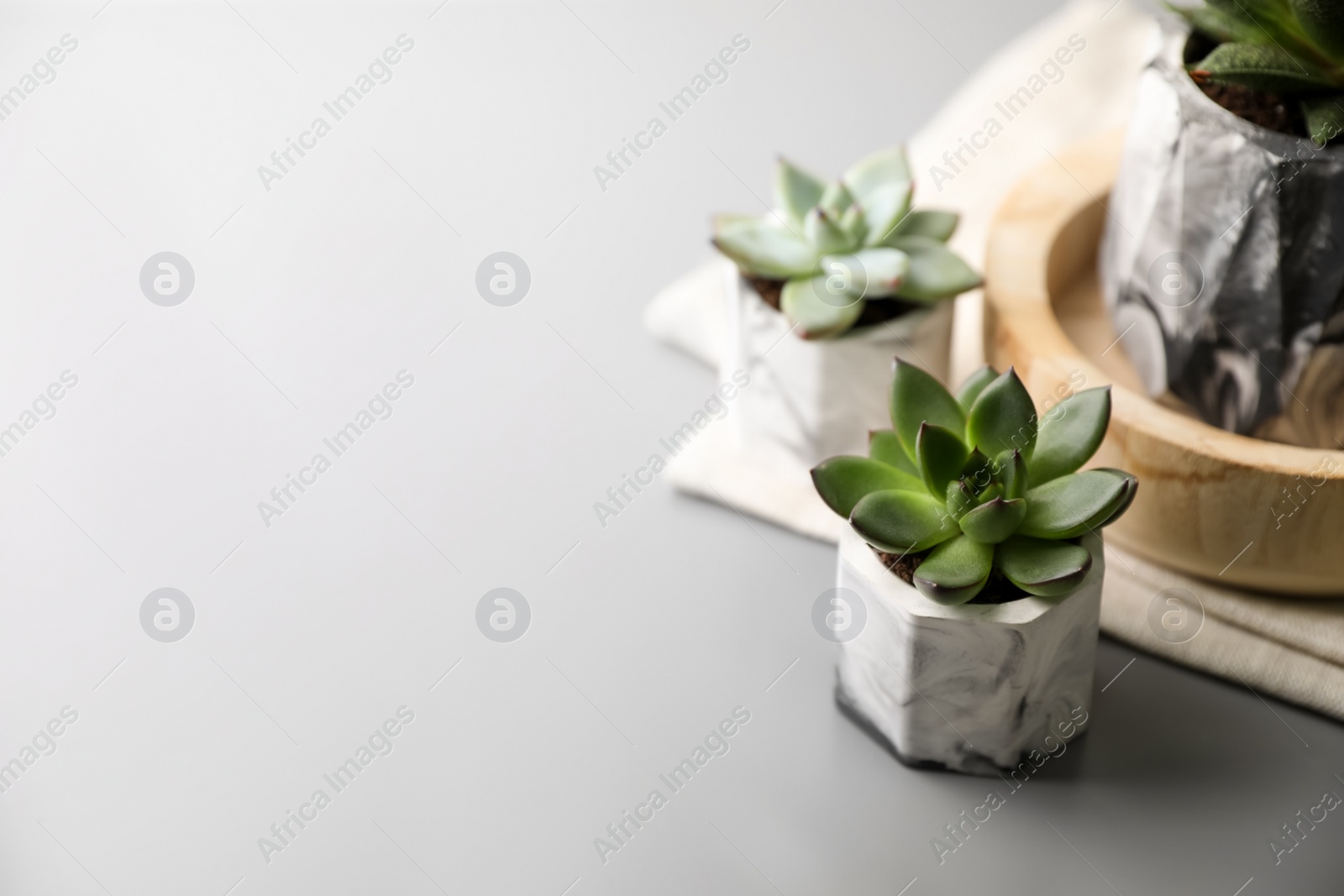 Photo of Beautiful potted succulents on light grey table. Space for text