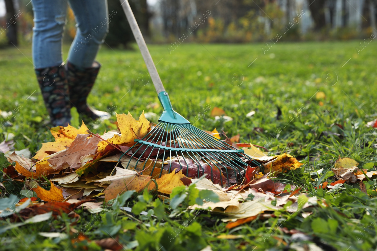 Photo of Woman raking fall leaves in park, closeup. Space for text