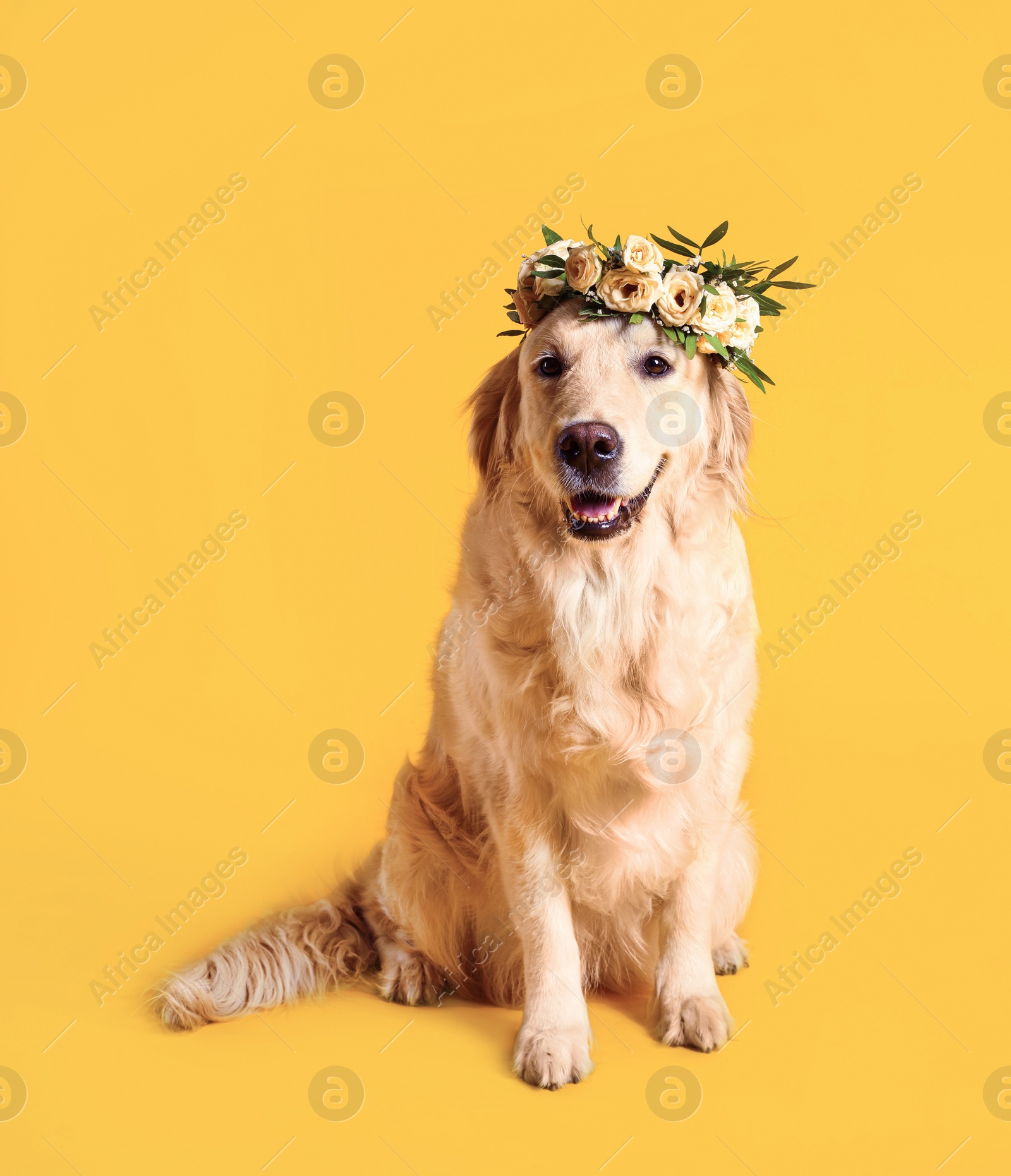 Photo of Adorable golden Retriever wearing wreath made of beautiful flowers on yellow background