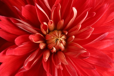 Photo of Beautiful red dahlia flower as background, closeup