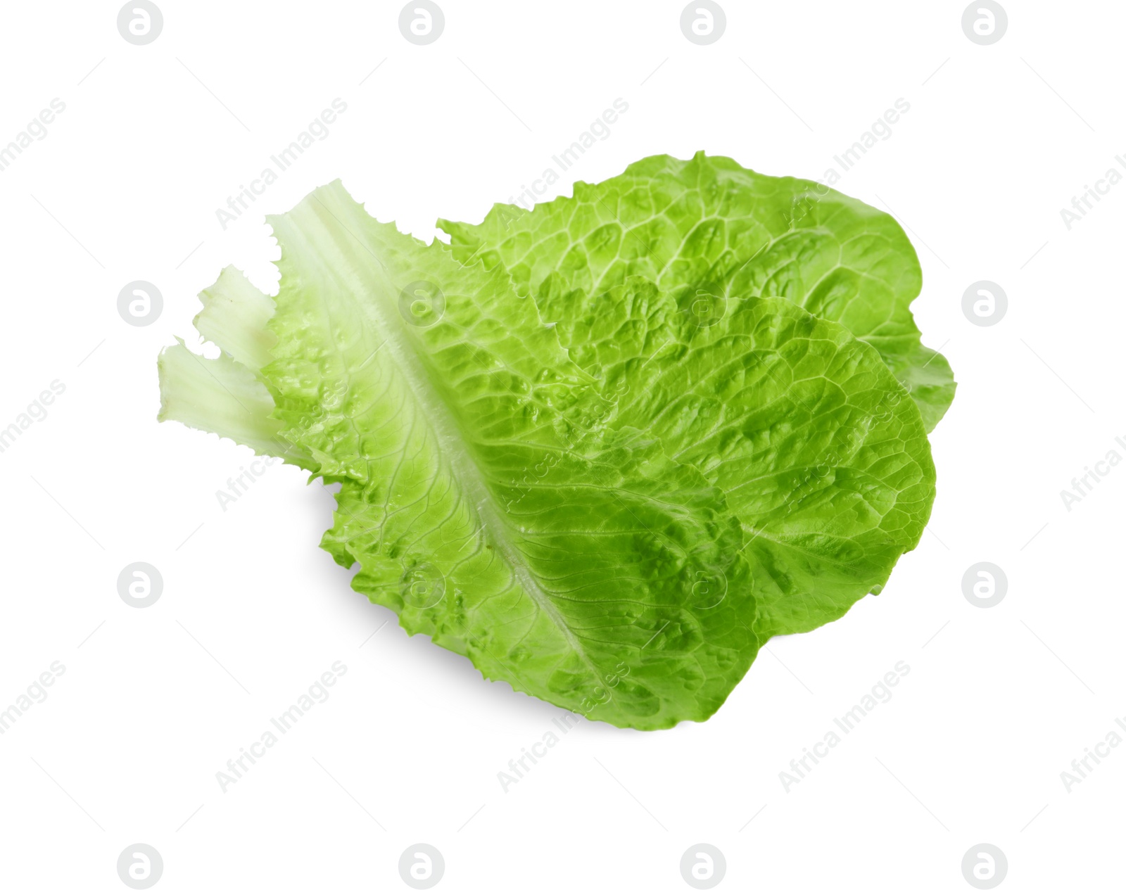 Photo of Fresh green leaves of romaine lettuce isolated on white