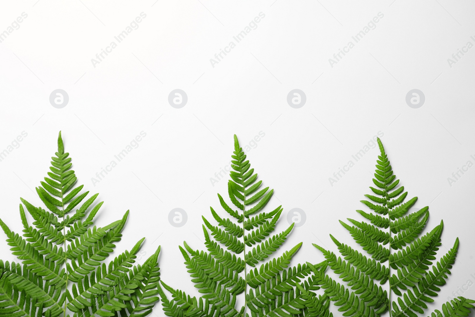 Photo of Beautiful tropical fern leaves on white background, top view